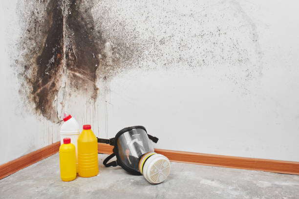 Best Mold Prevention Services  in Surgoinsville, TN